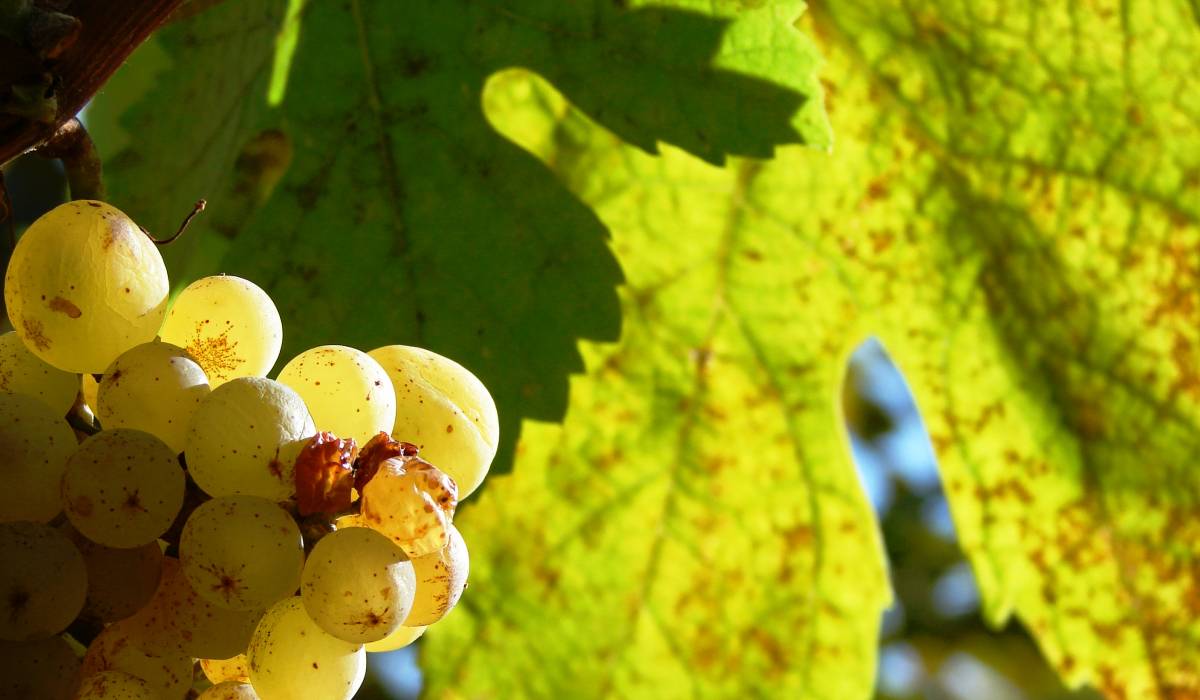 Novi početak za stare hrvatske sorte vinove loze